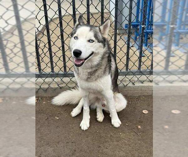 Medium Photo #2 Siberian Husky Puppy For Sale in Riverside, CA, USA