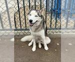 Small #1 Siberian Husky