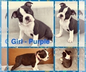 Medium Boston Terrier