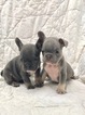 Small Photo #6 French Bulldog Puppy For Sale in NEWMAN, CA, USA