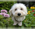 Small Poodle (Miniature)