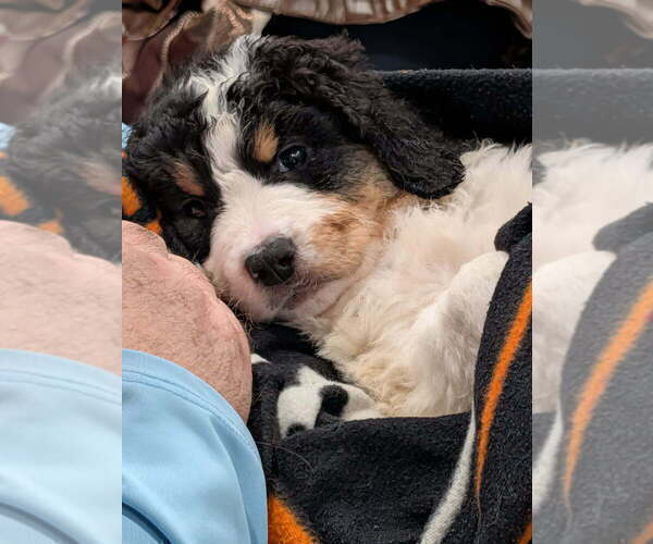 Medium Photo #17 Double Doodle Puppy For Sale in FAIRFIELD, CA, USA