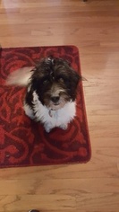 Poogle Puppy for sale in BOWIE, MD, USA
