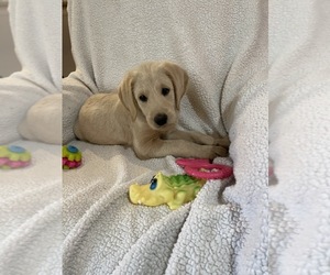Labradoodle Puppy for Sale in THE WOODLANDS, Texas USA