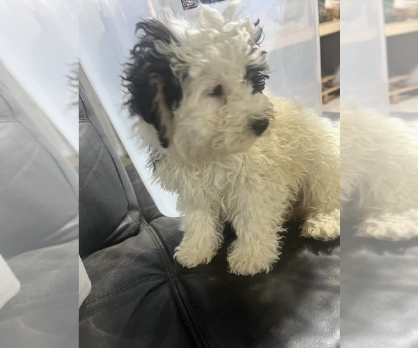 Medium Photo #10 Bernedoodle (Miniature) Puppy For Sale in DURHAM, CT, USA