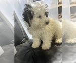 Small Photo #10 Bernedoodle (Miniature) Puppy For Sale in DURHAM, CT, USA