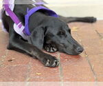 Small Photo #10 Labrador Retriever-Unknown Mix Puppy For Sale in Fort Worth, TX, USA