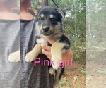 Puppy 2 German Shepherd Dog-Siberian Husky Mix