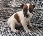 Puppy 4 Jack Russell Terrier
