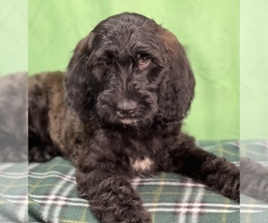 Irish Doodle Puppy for sale in DUNDEE, OH, USA