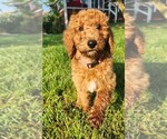 Puppy 0 Poodle (Standard)-Unknown Mix