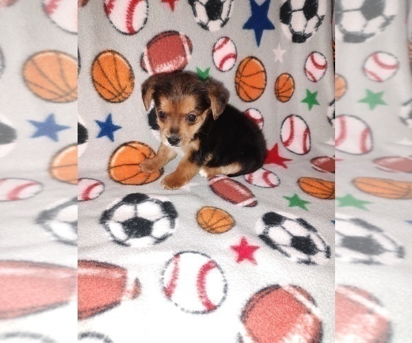 Medium Photo #15 YorkiePoo Puppy For Sale in LAPEER, MI, USA