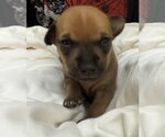 Small #2 Mutt