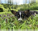 Small #9 Pembroke Welsh Corgi