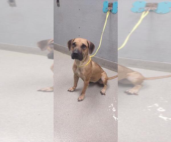 Medium Photo #1 Boxer-Unknown Mix Puppy For Sale in Las Vegas, NV, USA