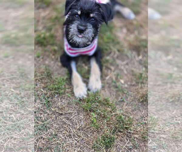 Medium Photo #14 Mutt Puppy For Sale in Rosenberg, TX, USA