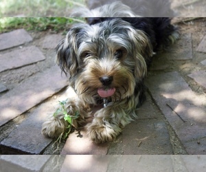 Mother of the Yorkshire Terrier puppies born on 05/01/2026