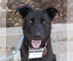 Small #2 Labrador Retriever Mix