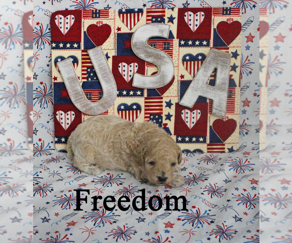 Medium Photo #5 Poodle (Toy) Puppy For Sale in CHANUTE, KS, USA