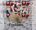 Small #4 Poodle (Toy)