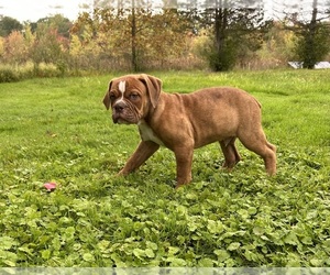 Olde English Bulldogge Puppy for sale in MIDDLEBURY, IN, USA
