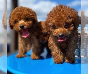 Poodle (Toy) Puppy for sale in KLAMATH RIVER, CA, USA