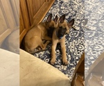 Small Photo #7 Belgian Malinois Puppy For Sale in BARTLESVILLE, OK, USA