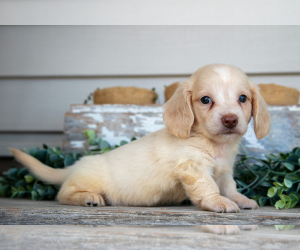 Medium Photo #1 Dachshund Puppy For Sale in NAPPANEE, IN, USA