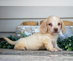 Puppy Caden Dachshund