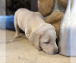Small #57 Labrador Retriever