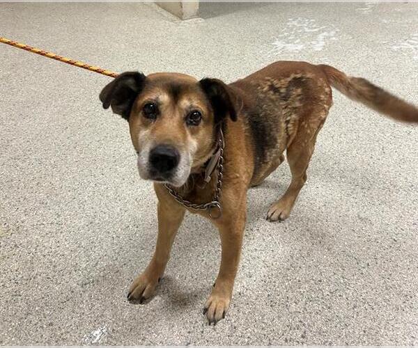 Medium Photo #1 German Shepherd Dog-Unknown Mix Puppy For Sale in Conroe, TX, USA