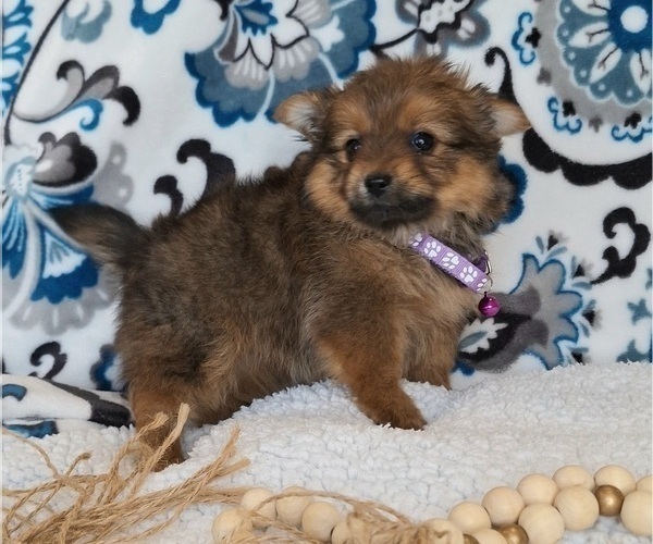 Medium Photo #1 Yoranian Puppy For Sale in ELKTON, KY, USA