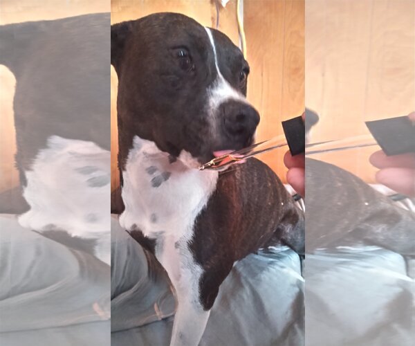 Medium Photo #1 American Pit Bull Terrier-American Staffordshire Terrier Mix Puppy For Sale in Orange Grove, TX, USA