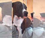 Small American Pit Bull Terrier-American Staffordshire Terrier Mix