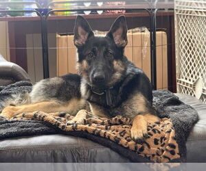 German Shepherd Dog Dogs for adoption in Sandy, UT, USA