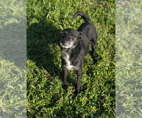 Medium Photo #2 Jack Russell Terrier-Miniature Schnauzer Mix Puppy For Sale in Oakhurst, NJ, USA