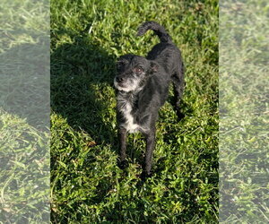 Luke- little Luke, big personality - Male Jack Russell Terrier-Miniature Schnauzer Mix Dog for Adoption - Photo #2