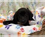 Small Border Collie