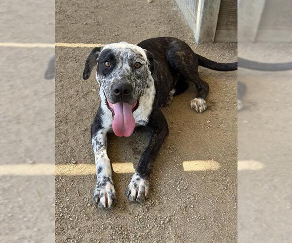 Medium Photo #3 Mutt Puppy For Sale in Riverside, CA, USA