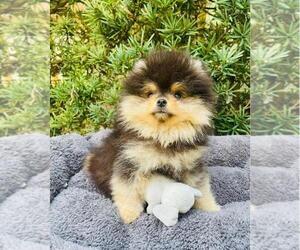 Pomeranian Puppy for sale in SUNNY ISL BCH, FL, USA