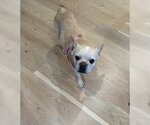 Small #2 French Bulldog