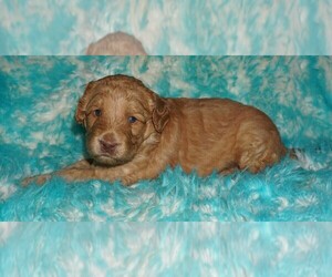 Labradoodle mix (+ Poodle Standard) Puppy for sale in LA HABRA, CA, USA