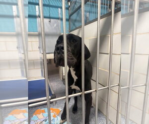 Great Dane Dogs for adoption in Bullard, TX, USA