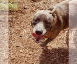 Small #15 Catahoula Leopard Dog-Labrador Retriever Mix