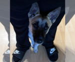 Small #1 Mutt