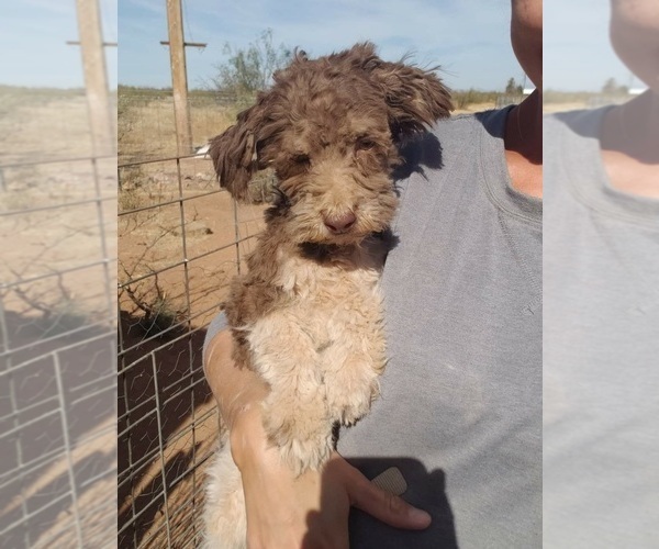 Medium Photo #1 Havanese Puppy For Sale in CASA GRANDE, AZ, USA