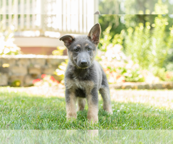 Medium Photo #3 German Shepherd Dog Puppy For Sale in GOSHEN, IN, USA