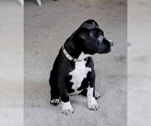 Mutt Dogs for adoption in Sheboygan, WI, USA