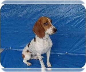 Tesha - Female Basset Hound Dog for Adoption - Photo #3