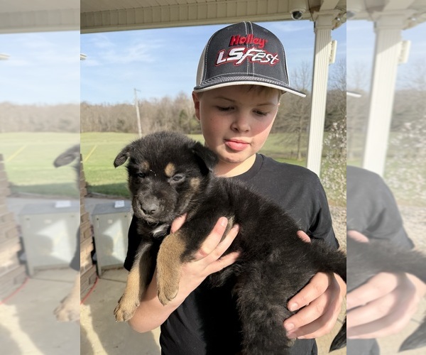 Medium Photo #3 Gerberian Shepsky Puppy For Sale in SCOTTSVILLE, KY, USA